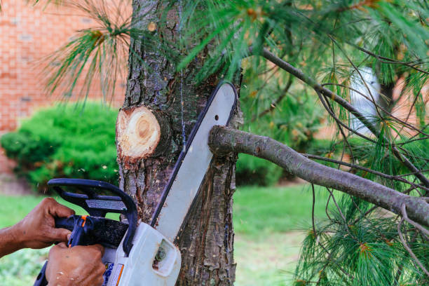 Best Emergency Tree Service  in Troy, TX